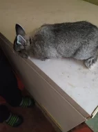 Prodám zkr. Činčilovyty